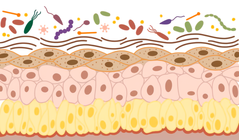 Skin Microbiome
