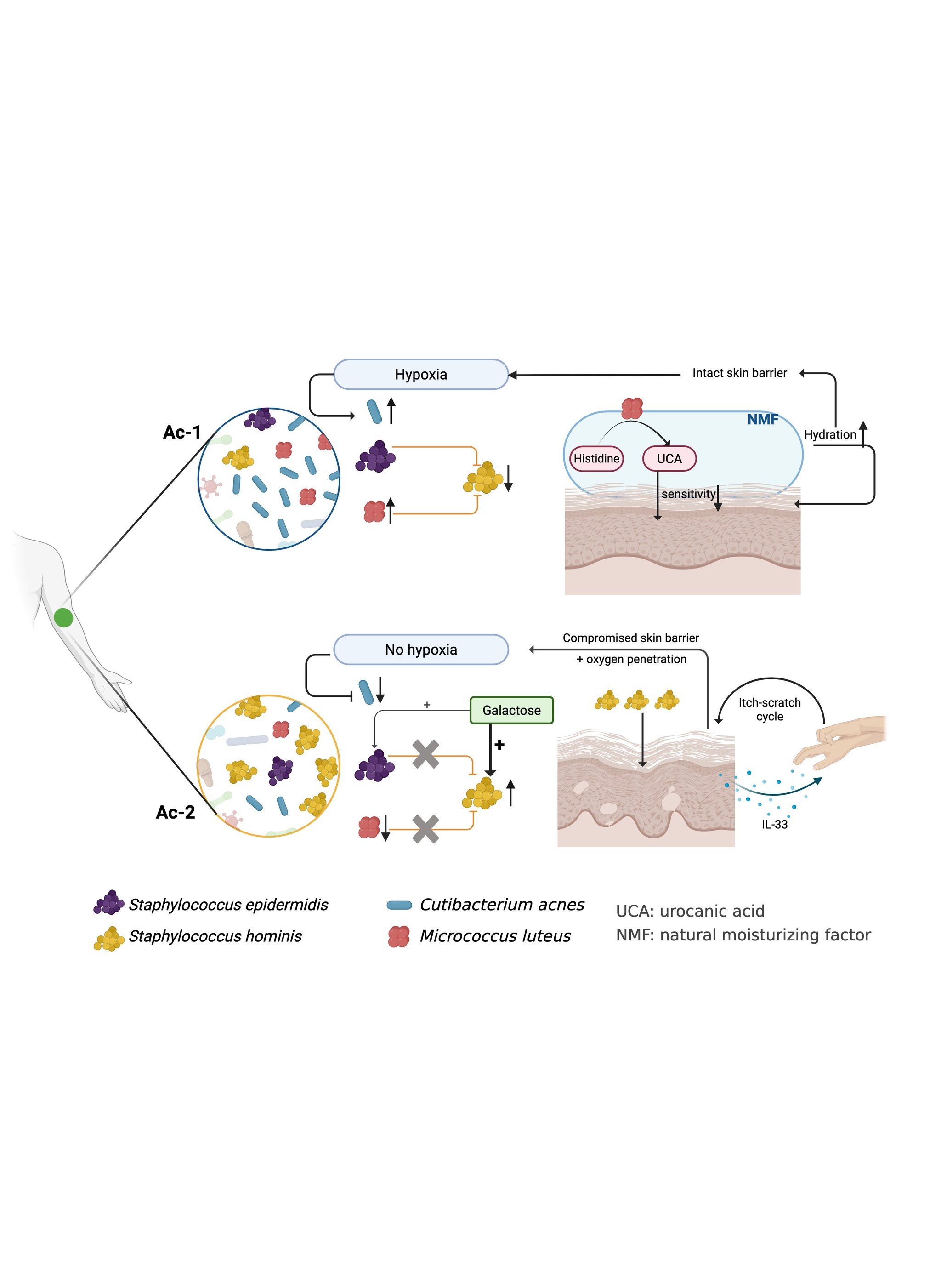 Asian skin microbiome dermotypes