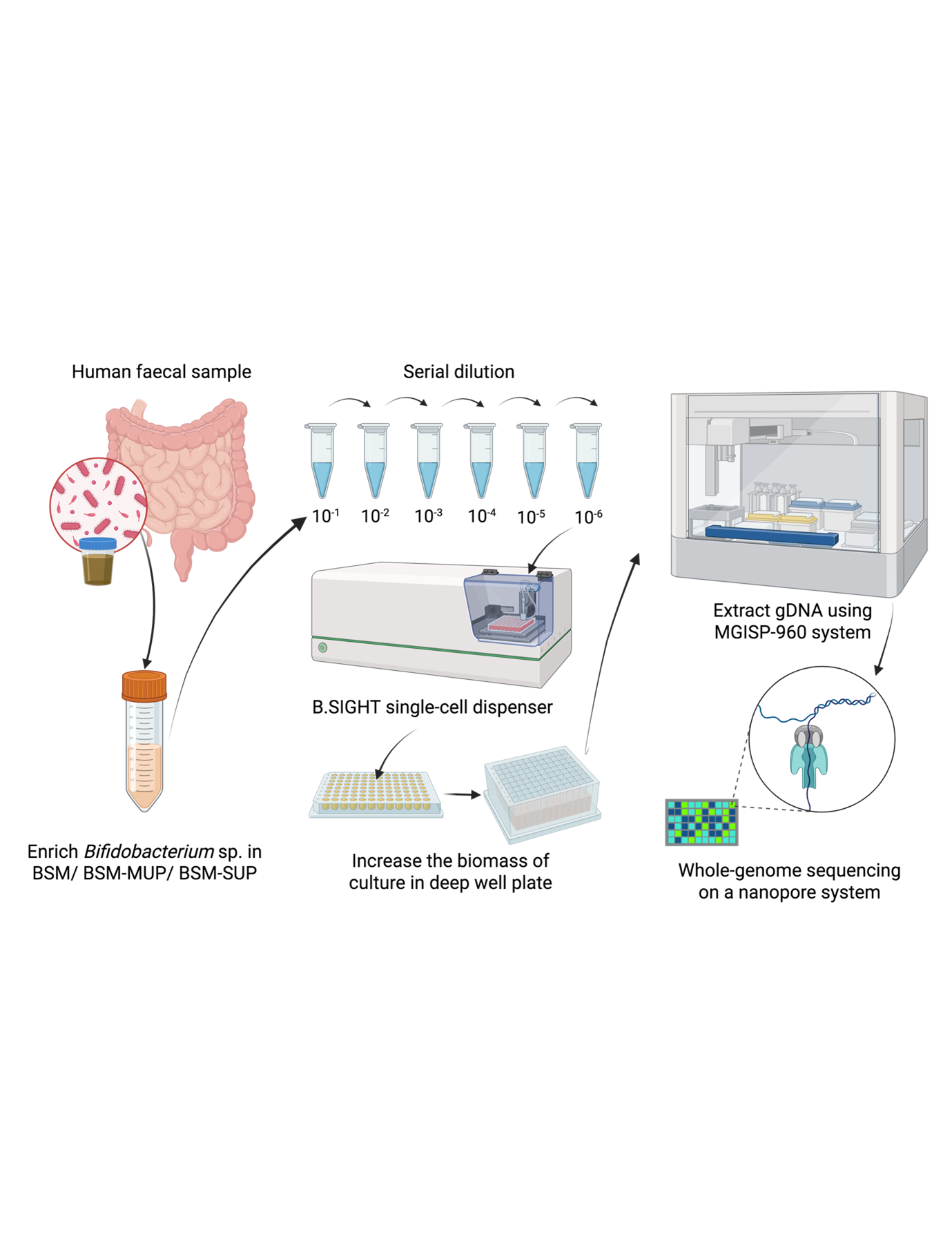 Single-cell culturomics: Accelerating targeted bacterial isolation from complex communities